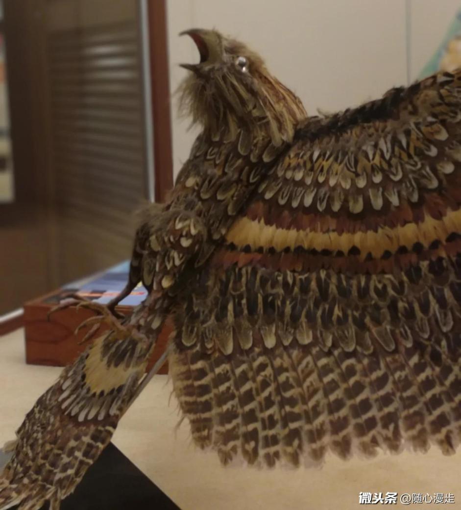 失恋博物馆、珠算博物馆···在*今条头日**上尽情领略博物馆之美