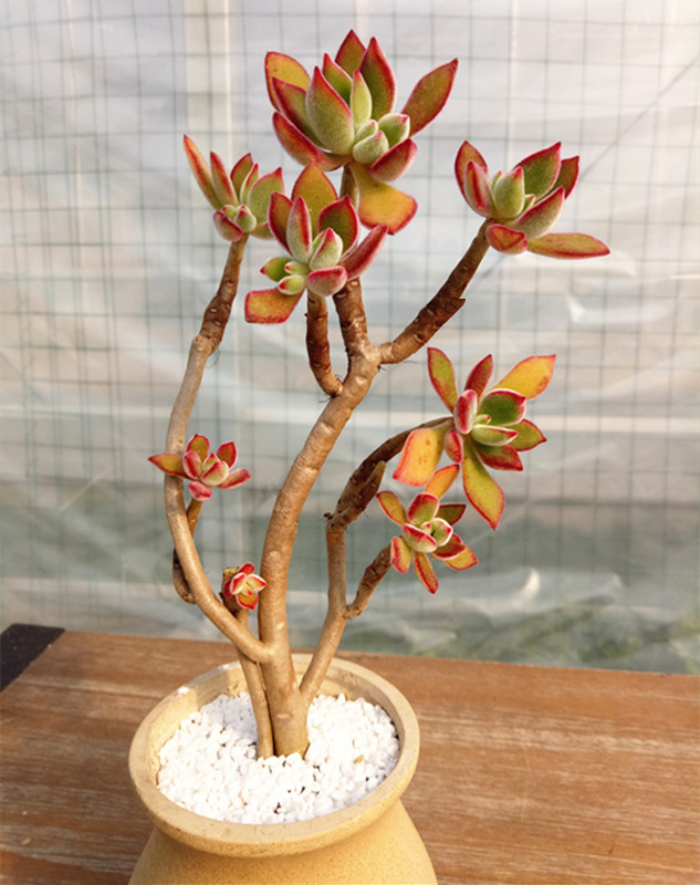 多肉树,多肉树杈