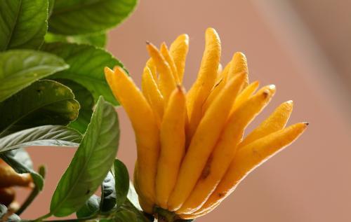 佛手观赏和食用区别,佛手可以和什么一起养