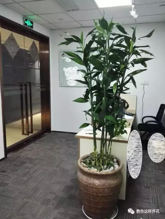 富贵竹节节高黄叶怎么办,节节高富贵竹枯萎黄叶