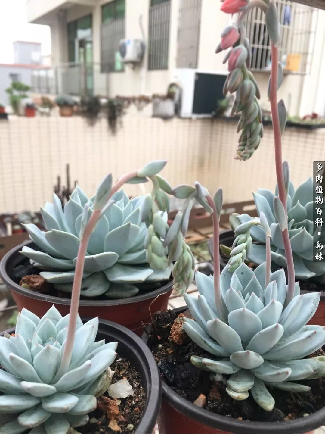 90张多肉图片——纪念入坑两周年！