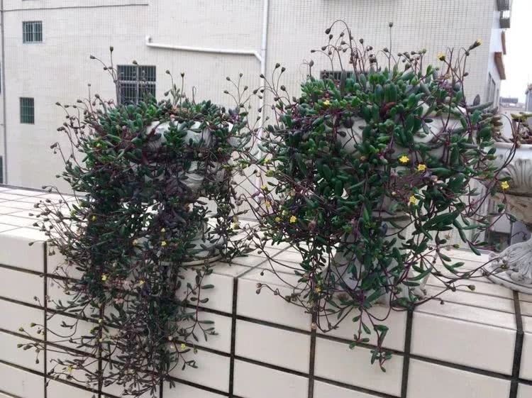 90张多肉图片——纪念入坑两周年！