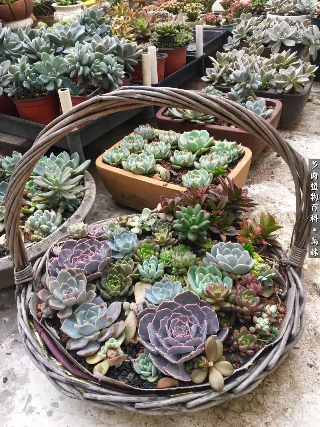 90张多肉图片——纪念入坑两周年！