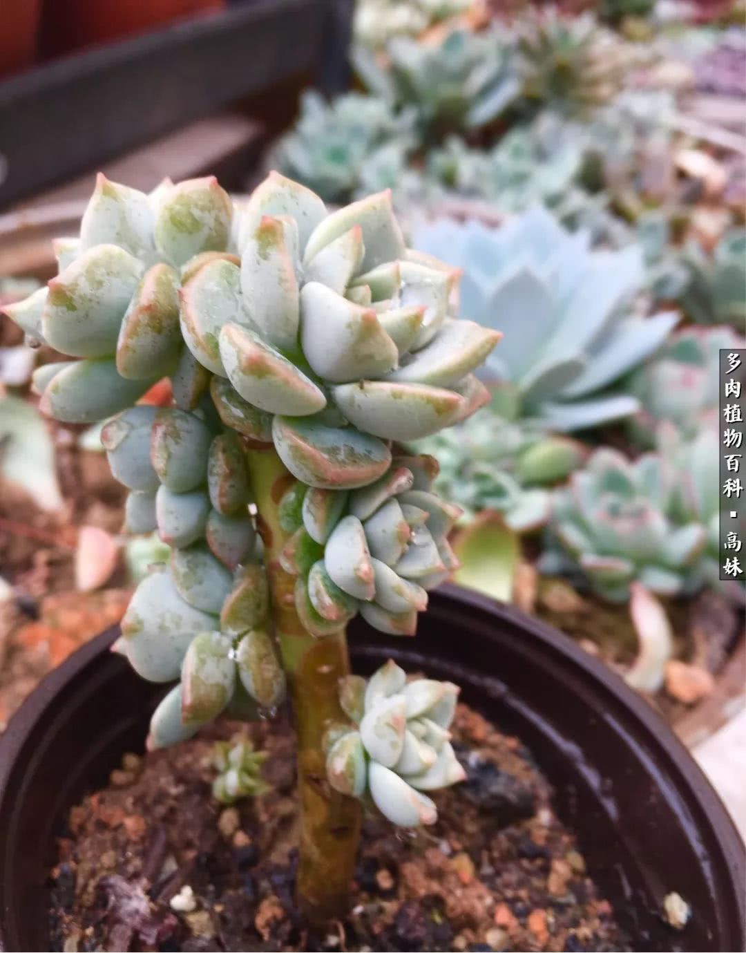 90张多肉图片——纪念入坑两周年！