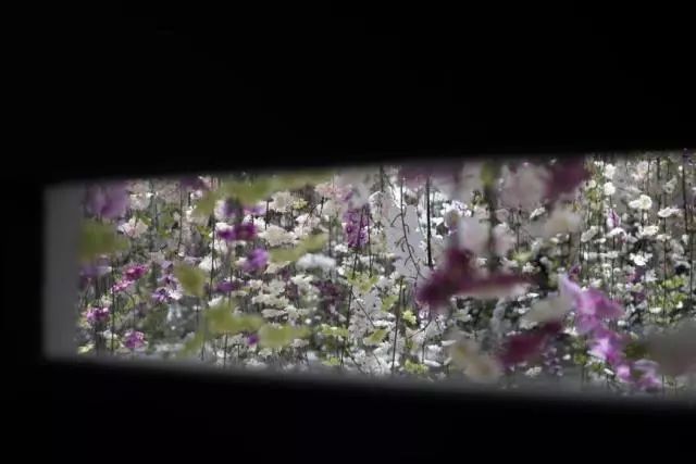 第十六期“眼界论坛”精彩亮相！｜爱花之人，必是情愫满满