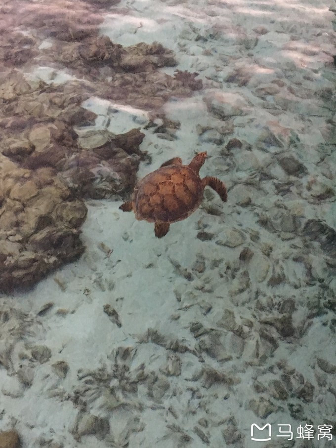 蜜月之都马尔代夫,蜜月旅行之马尔代夫