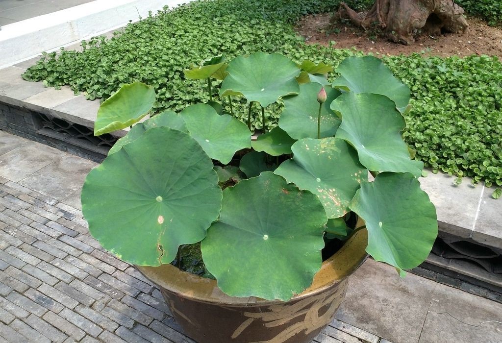 如何用荷花种荷花,盆栽荷花的种植方法和注意事项