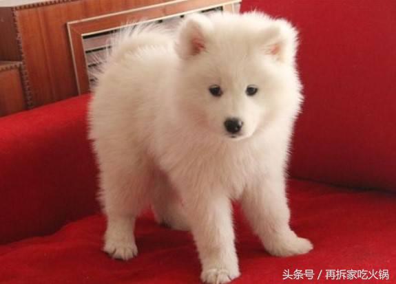 为什么养了萨摩耶不容易生病,养的萨摩耶在老家父母嫌弃怎么办