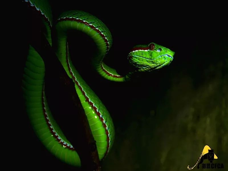 家里进蛇要怎么处理,家里进蛇后多久会死