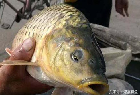 泥鳅可以钓鲢鳙吗,浮钓鲢鳙线组挂泥鳅