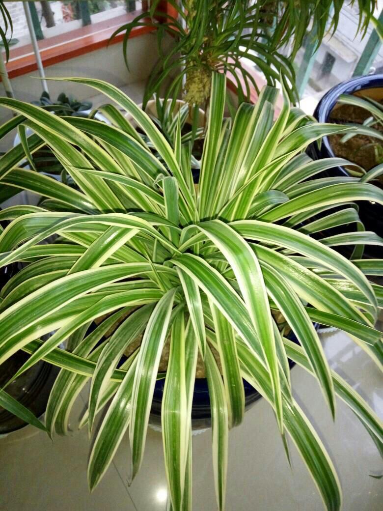 银边吊兰叶尖干枯,银边吊兰烂根怎么回事