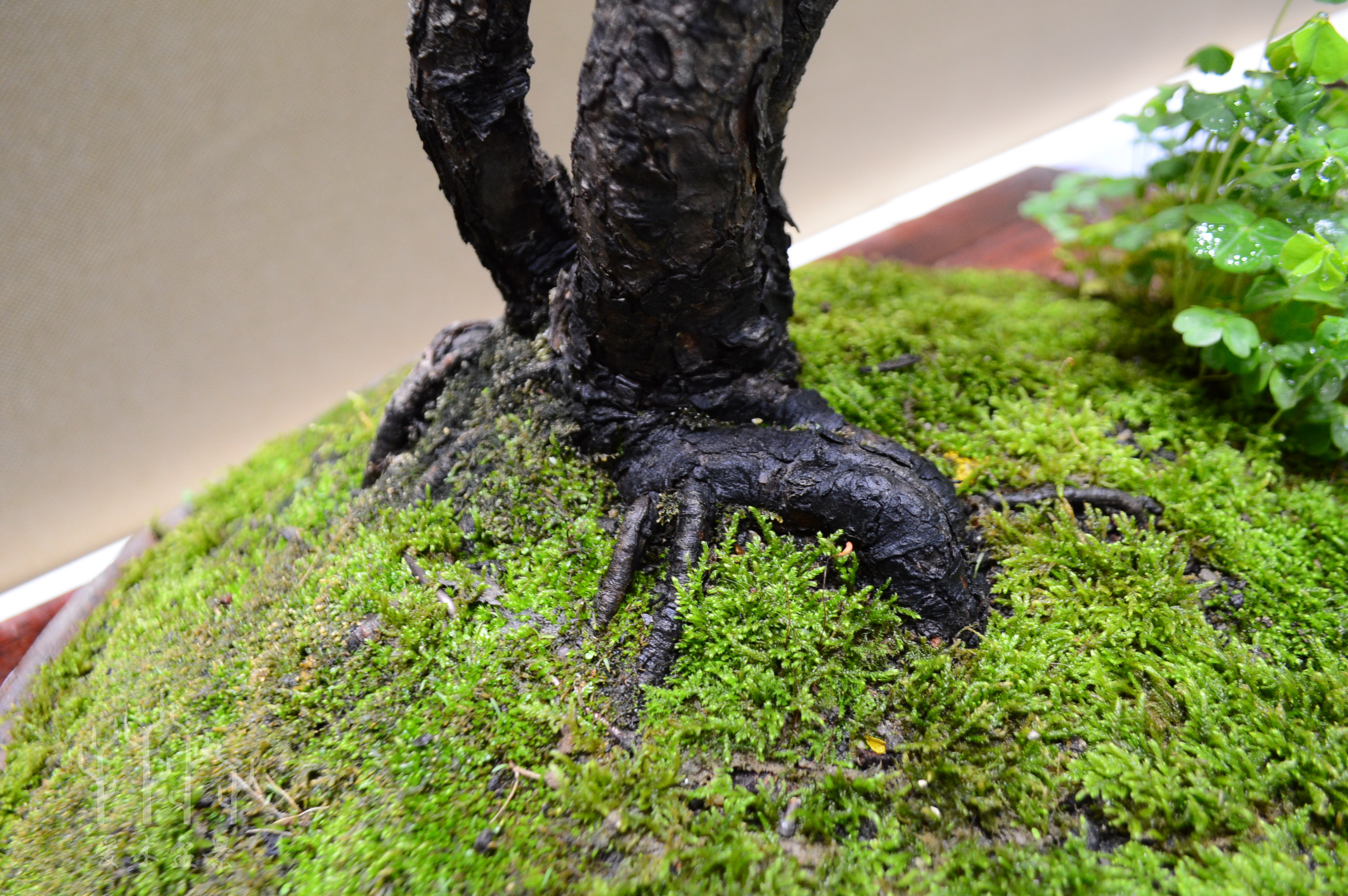 盆景大师张志刚简历,盆景大师张志刚所有作品欣赏