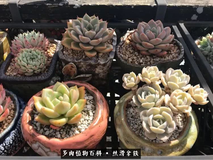 总结一下养多肉的夏天,好养活的多肉冬天和夏天