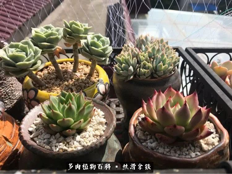 总结一下养多肉的夏天,好养活的多肉冬天和夏天