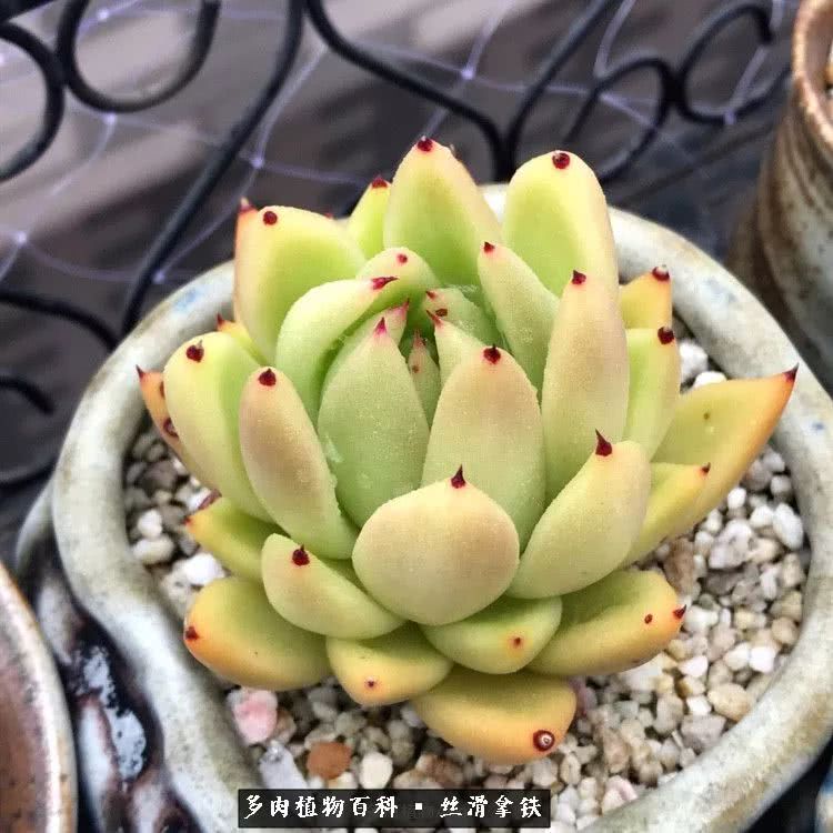 总结一下养多肉的夏天,好养活的多肉冬天和夏天