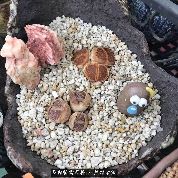 总结一下养多肉的夏天,好养活的多肉冬天和夏天