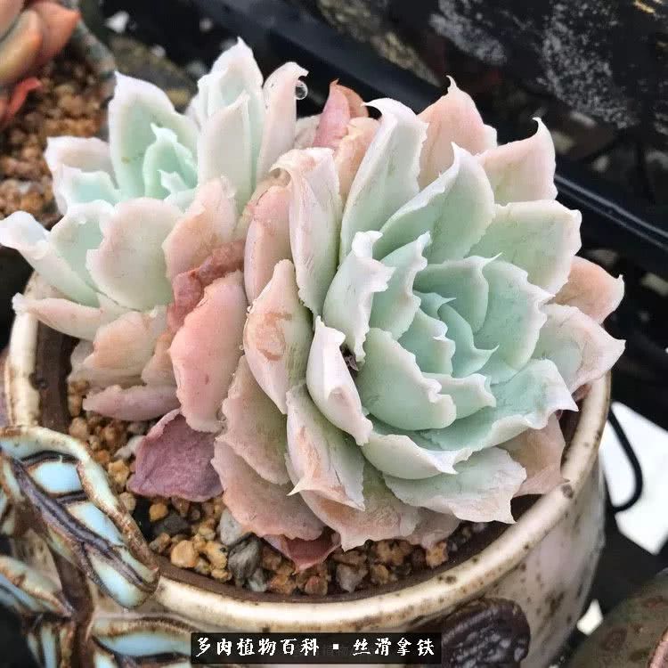 总结一下养多肉的夏天,好养活的多肉冬天和夏天