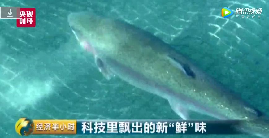 市场上60元一斤的三文鱼是假的吗,现在市面上的三文鱼是真的吗