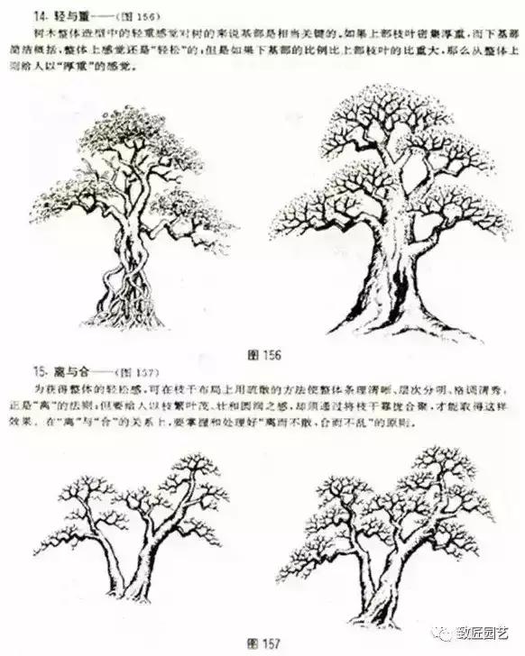 树木盆景蟠扎造型方法,树桩盆景的树木造型制作顺序