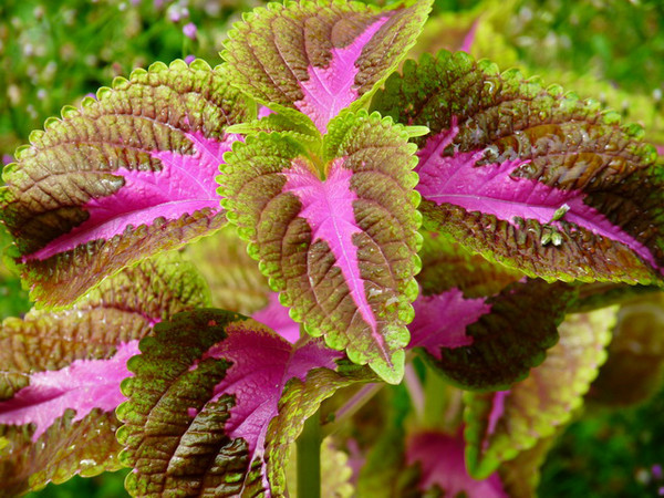 马尔代夫月桂岛攻略,7月份去马尔代夫