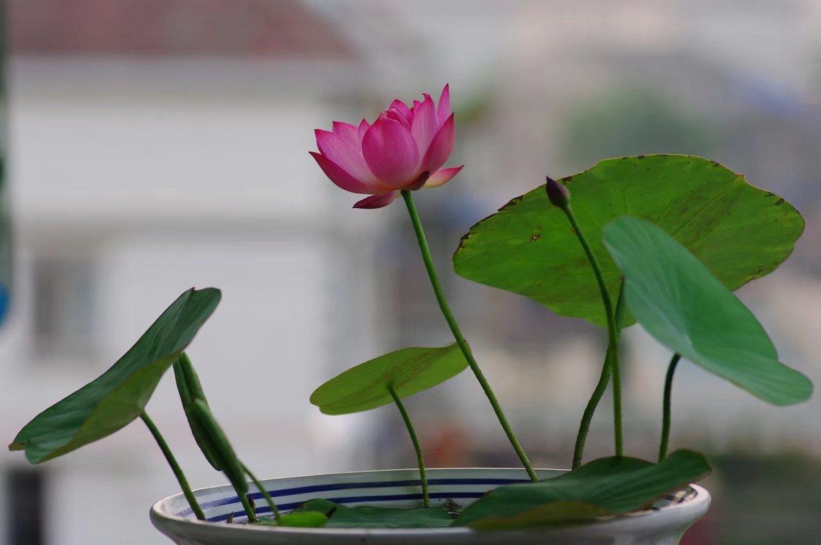 碗莲怎么开花开得多,怎样养碗莲的水不臭