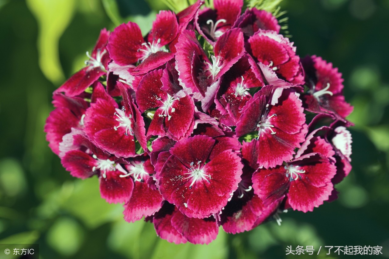 家里装修除味植物,室内装修什么植物吸附甲醛