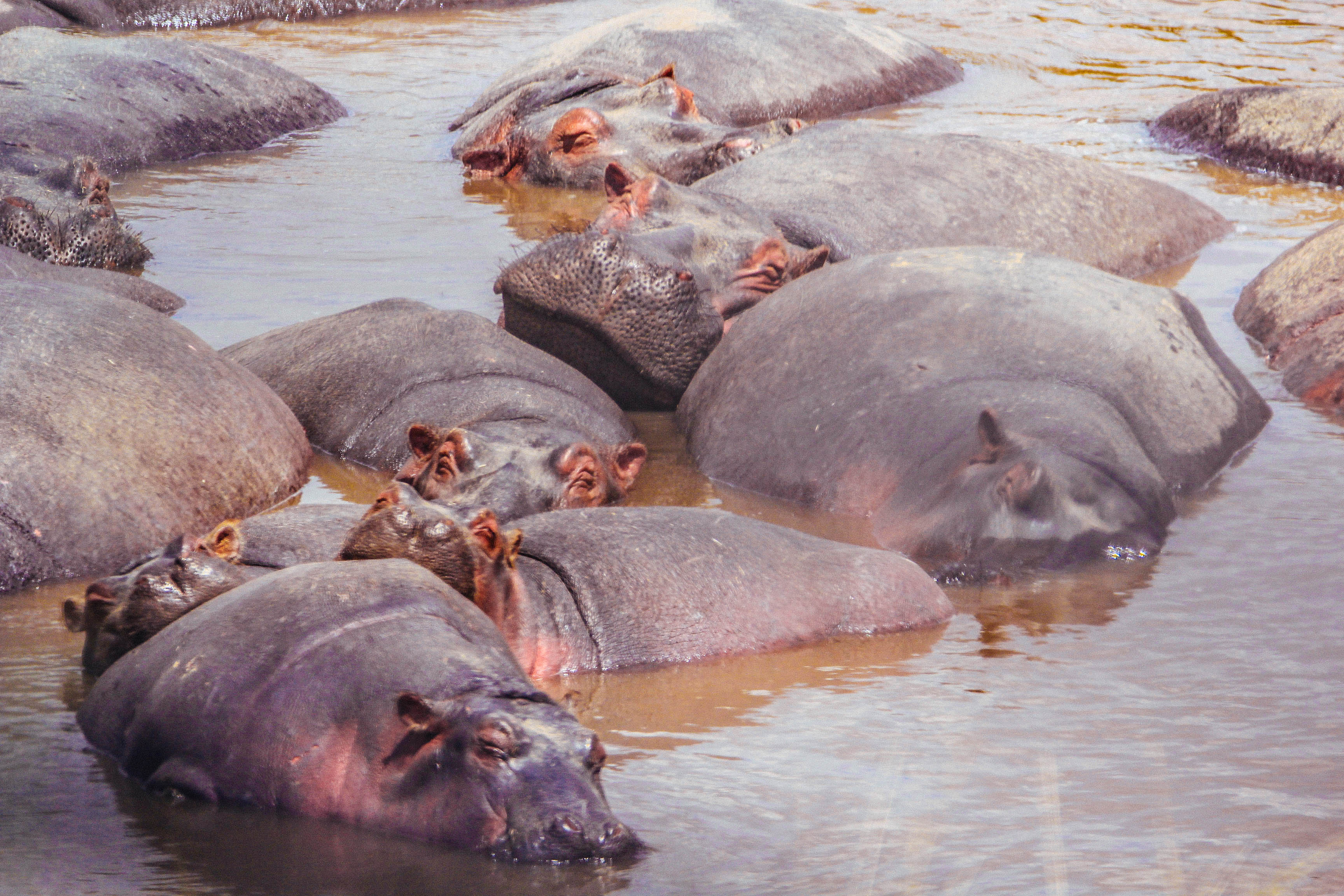 东非动物大迁徙央视,东非大草原动物大迁徙
