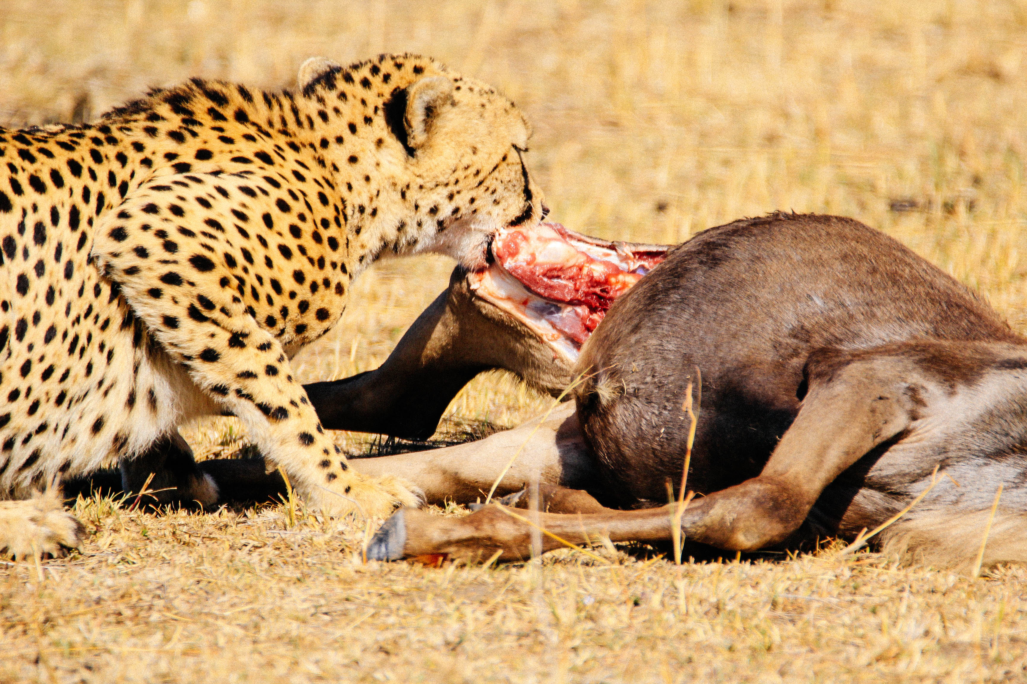 东非动物大迁徙央视,东非大草原动物大迁徙