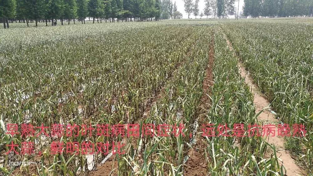 大蒜水可以治疗叶斑病吗,大蒜叶斑病用什么杀菌剂