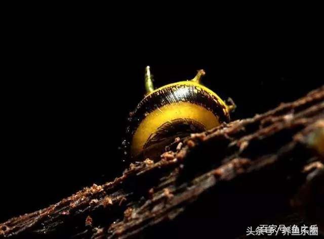 鱼缸丝藻用什么除藻液好用,鱼缸除藻最好方法