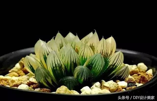 看看这些售价万元的多肉你认识几个