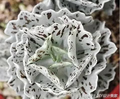 看看这些售价万元的多肉你认识几个