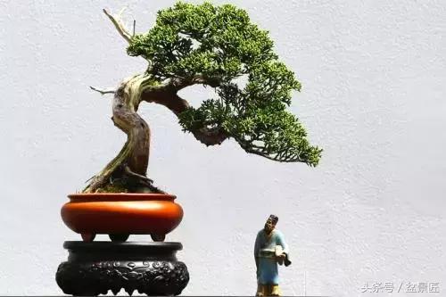 盆景快死了如何救活,买的盆景养不长的套路