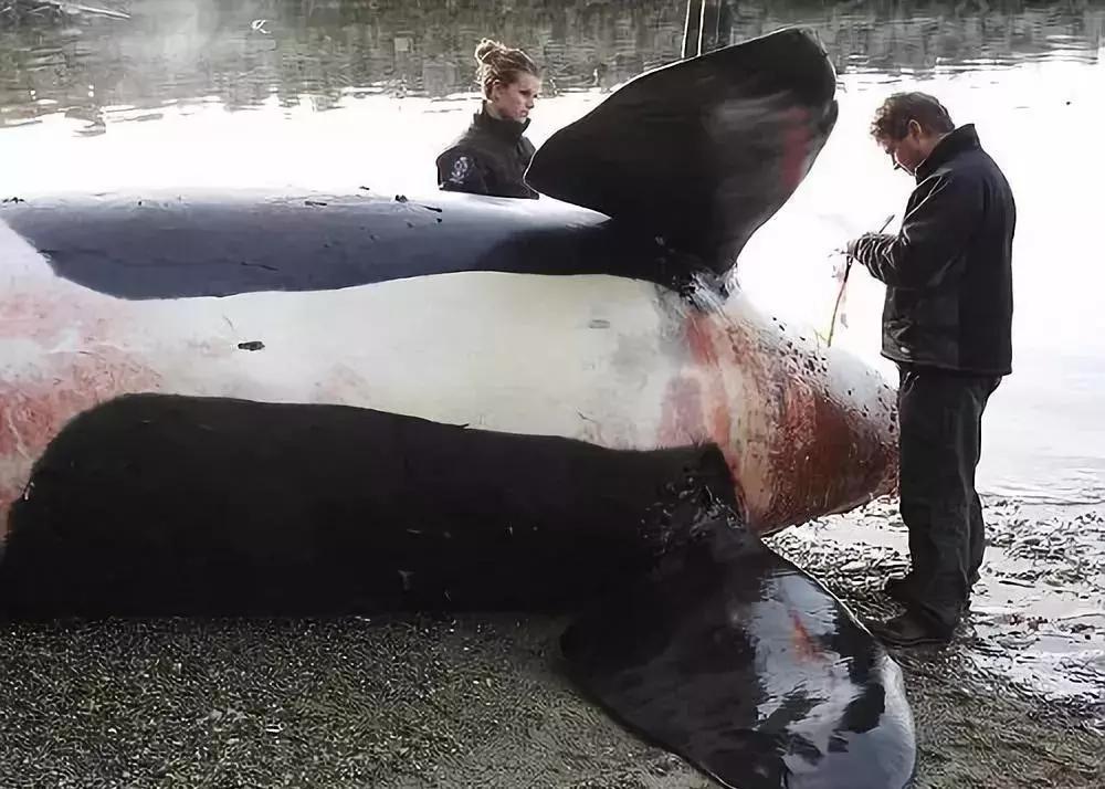 熊孩子脚踩爸妈被打,熊宝宝被钢钉打