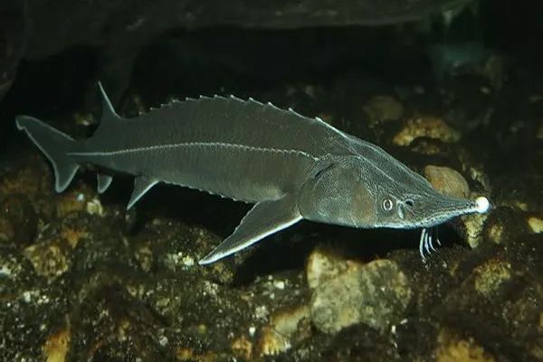 朋友圈代购真实案例,代购骗局揭秘朋友圈