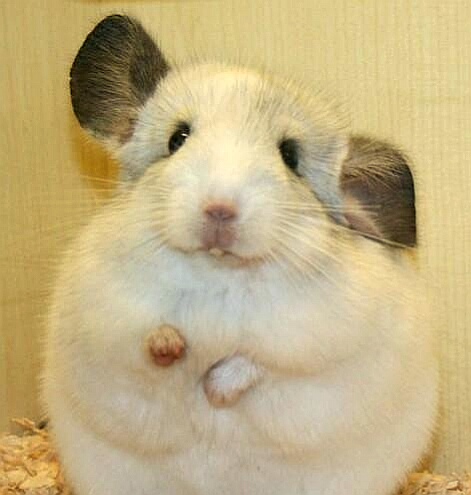 龙猫检查,龙猫耳道清理