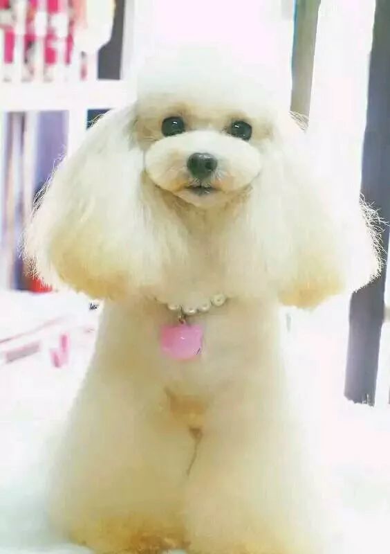 泰迪看到主人吃东西,泰迪看到一只陌生小黑狗