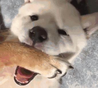 狗狗用小爪爪吃东西,吃货狗狗自己吃