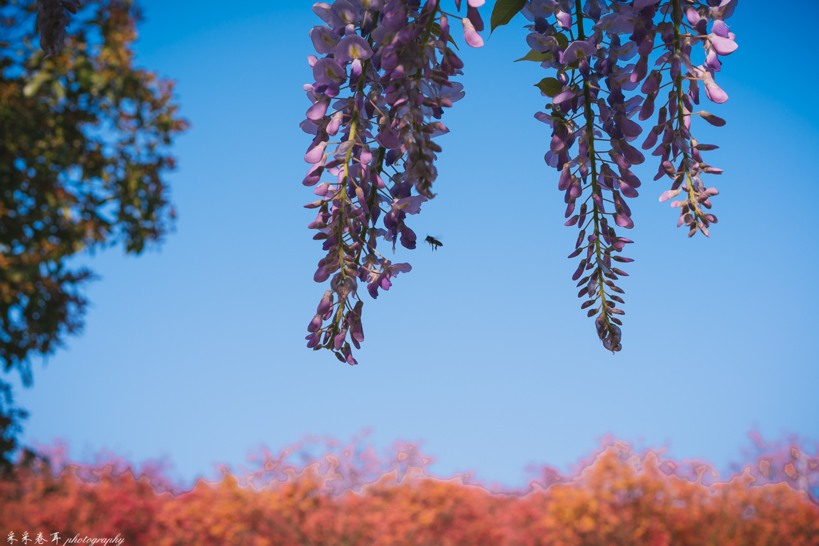 紫藤与晚樱粉紫色的甜蜜梦幻