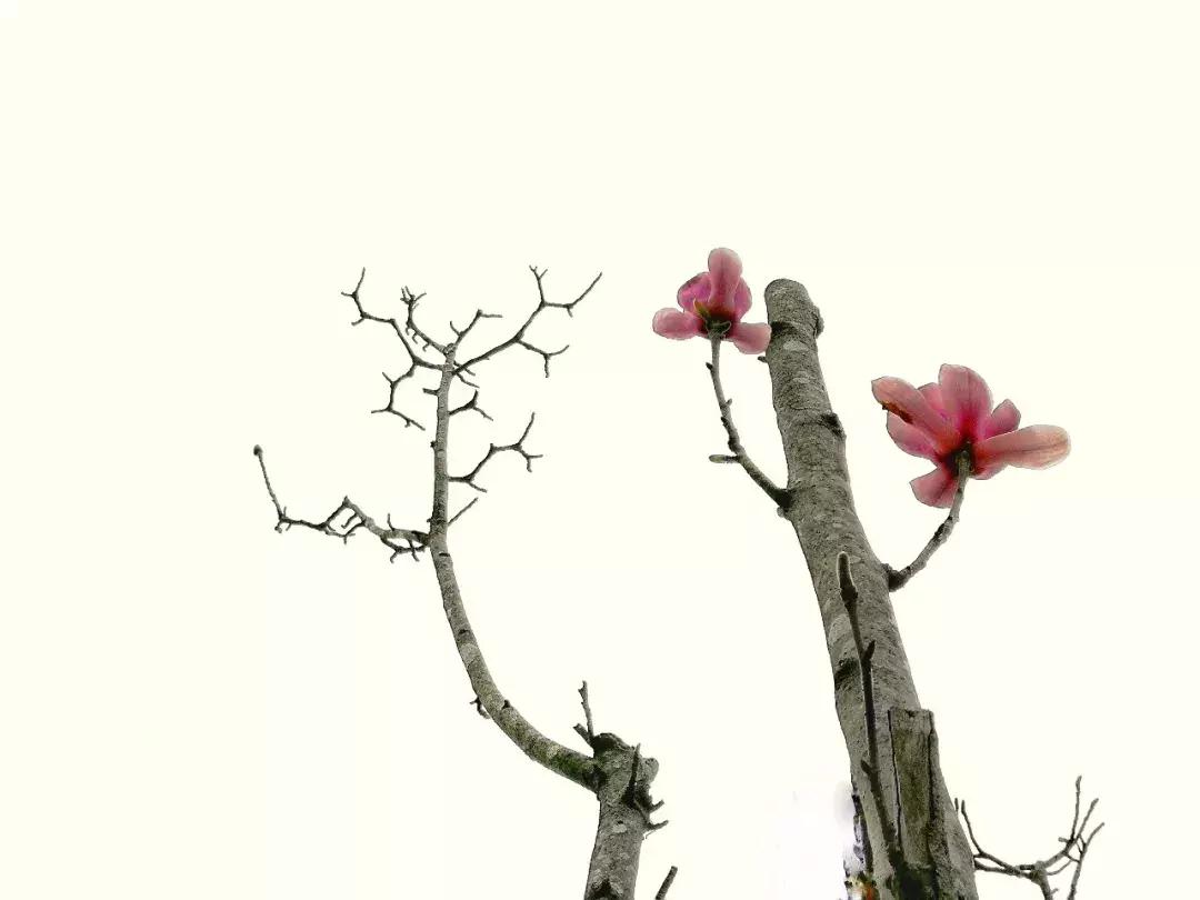 如何把照片拍得更好,你可以拍得更好的英文