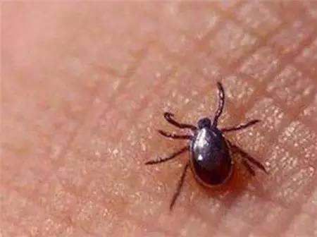 天气热怎么防止虫子咬伤,夏天容易被虫子咬是什么原因