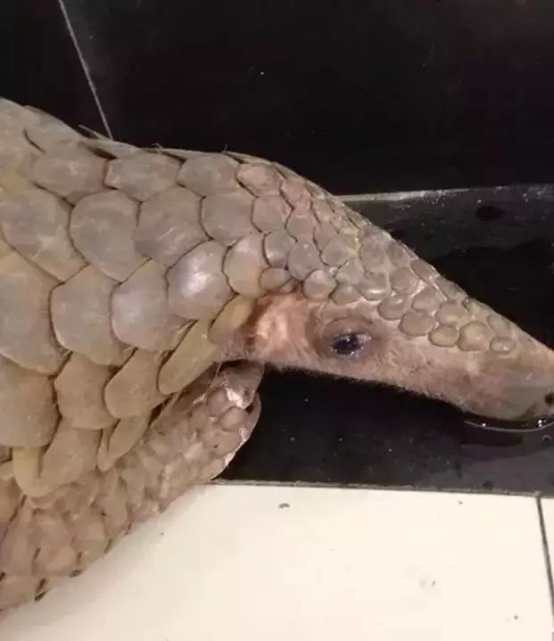 真正的代购骗局,代购究竟有多暴利