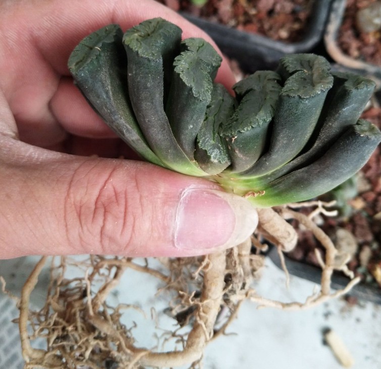 刚买回来的多肉十二卷用不用换土,用错花盆对花的损耗率