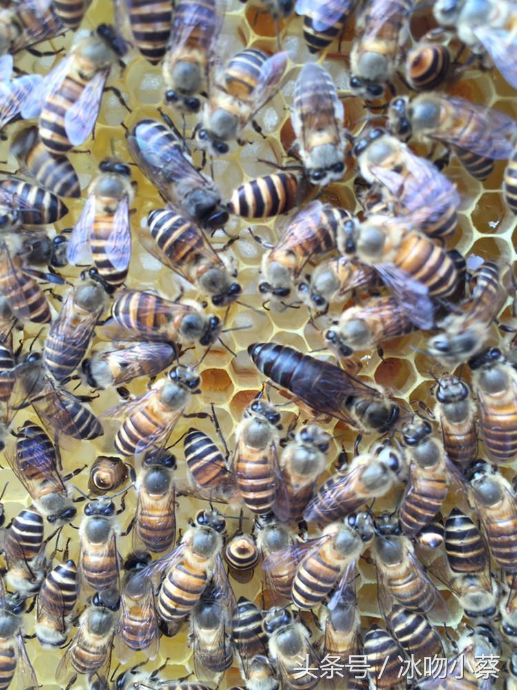 养蜜蜂的技巧和注意事项,养蜜蜂的十大技巧