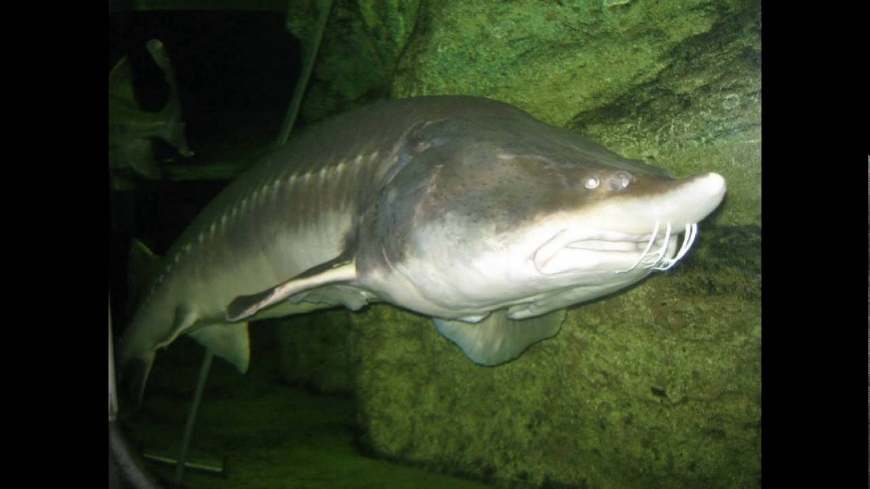 1028斤的鳇鱼,750斤的大鳇鱼需要生长多少年