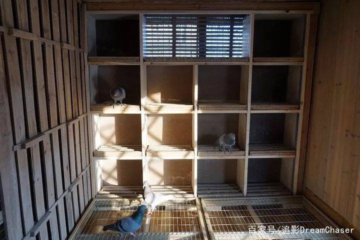 想养好鸽子该做些什么？这些东西要配齐！