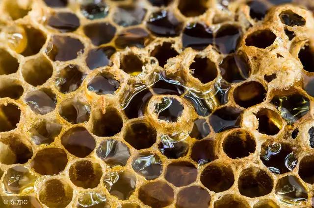 巢门口有蜂蛹是怎么回事,巢门口有雄蜂飞怎么回事