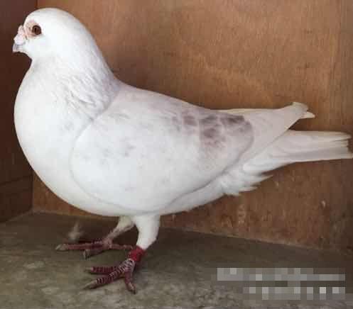 鸽子要怎么养才不会飞走,鸽子消瘦是什么病用什么药