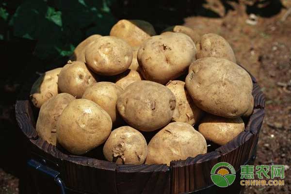 土豆多少钱一斤？5月29日国内土豆主产区收购价格