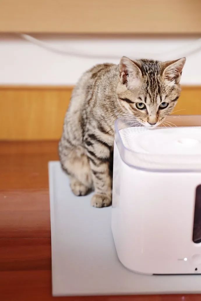 超级推荐的猫,推荐猫最爱吃的东西还很便宜